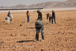 Image du Maroc Professionnelle de  Des ouvriers s'activent à la mise en place d’un système moderne d'arrosage qui laisse passer l’eau petit à petit, dit "goutte à goutte" dans une nouvelle ferme où l’on procède à la plantation d'orangers à Chichaoua, Mardi 27 Février 2007. (Photo / Abdeljalil Bounhar) 